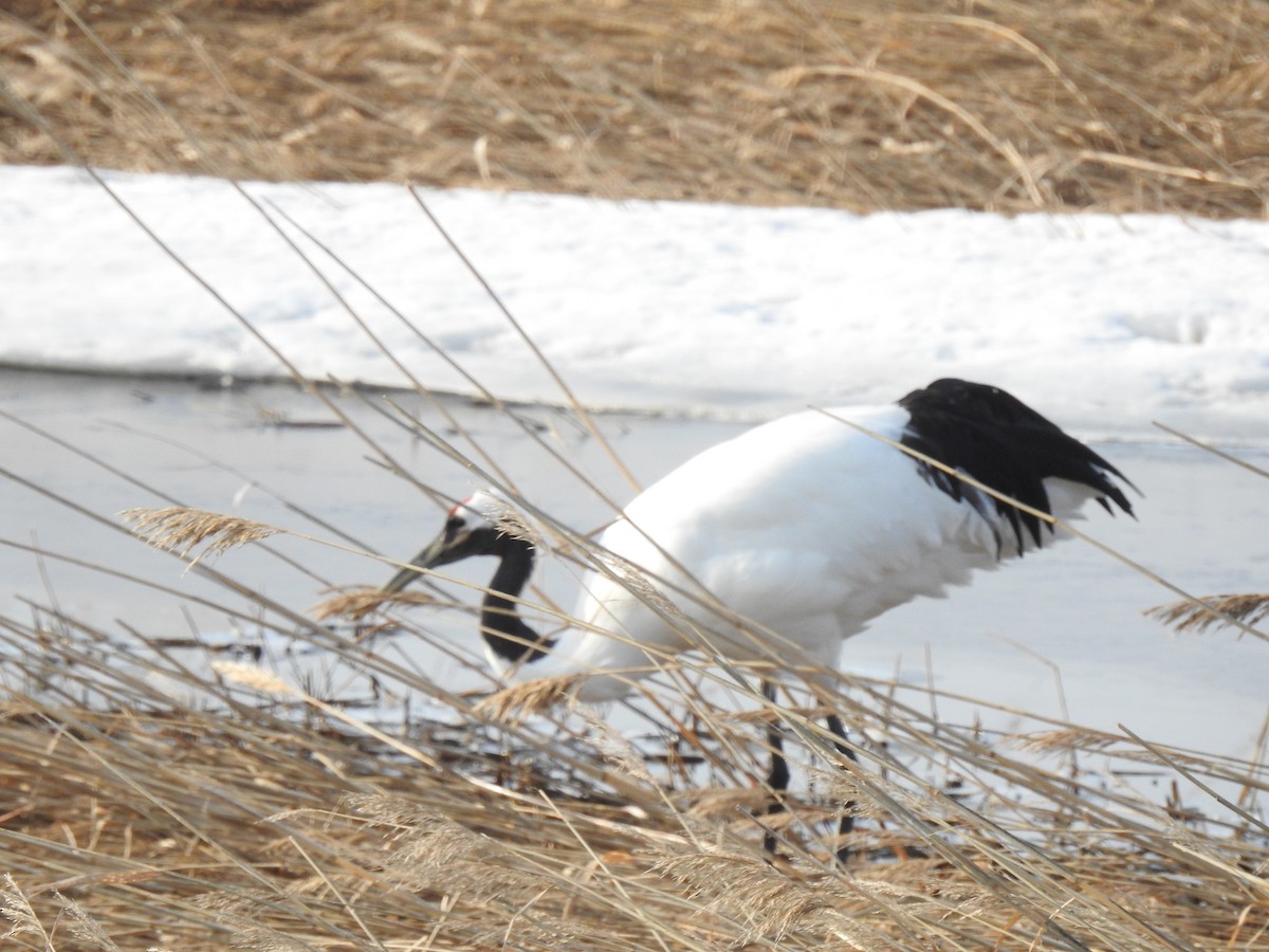 Red-crowned Crane - ML619297907