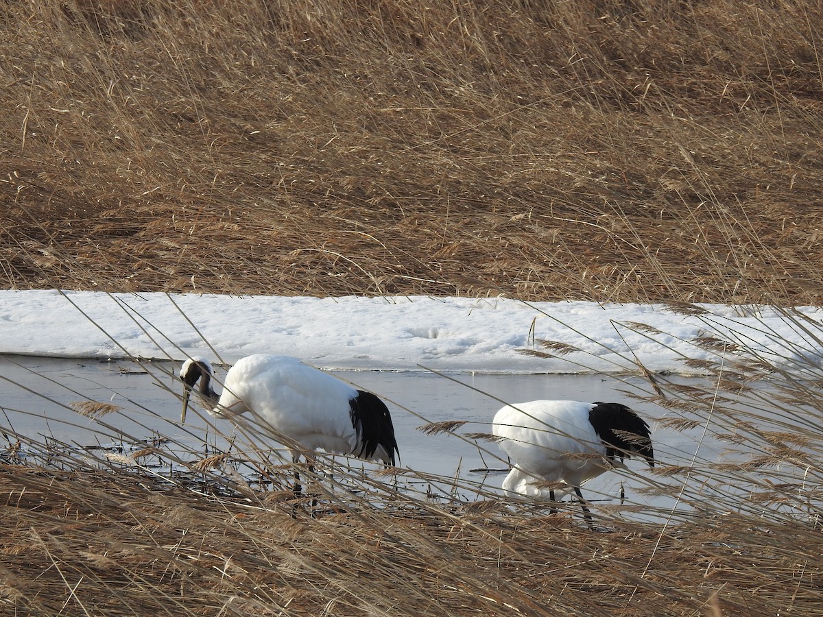 Red-crowned Crane - ML619297918