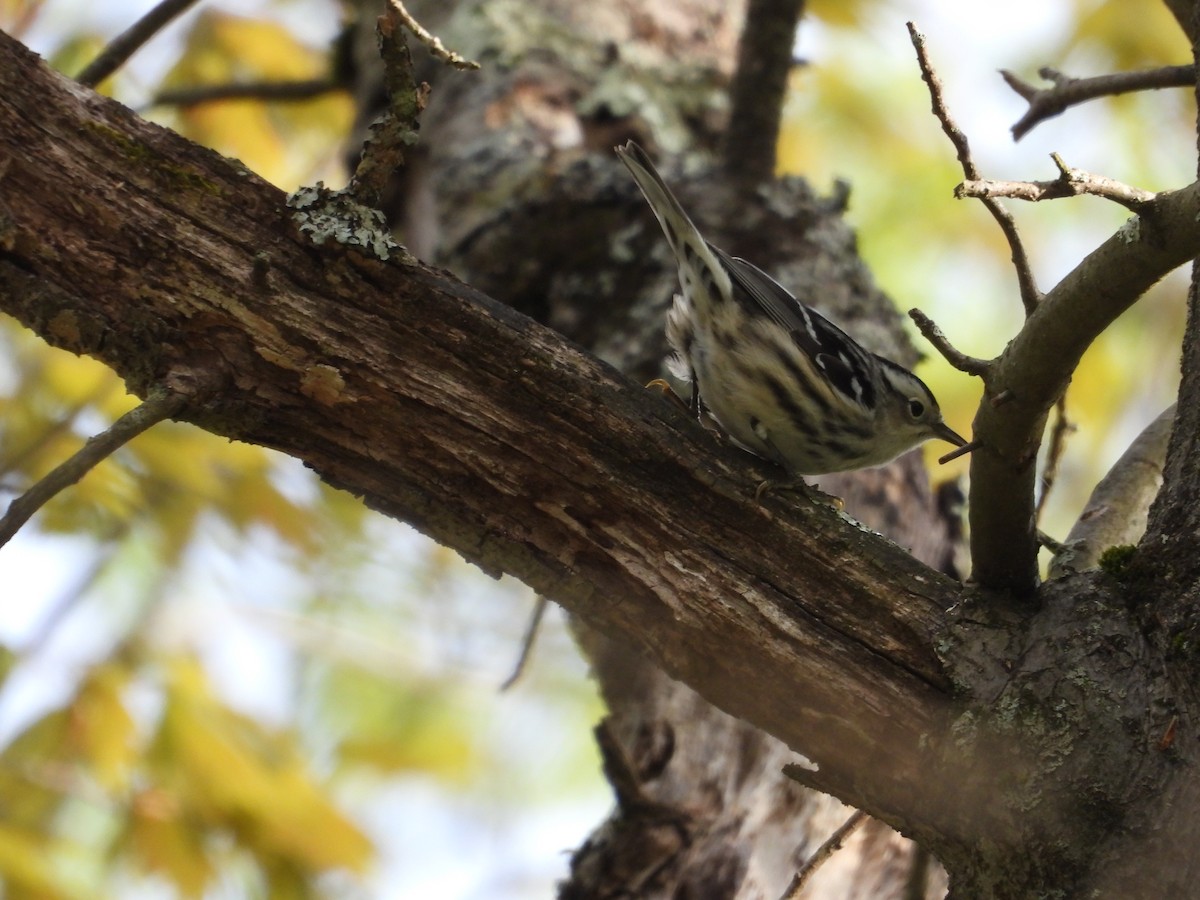 Black-and-white Warbler - ML619297940