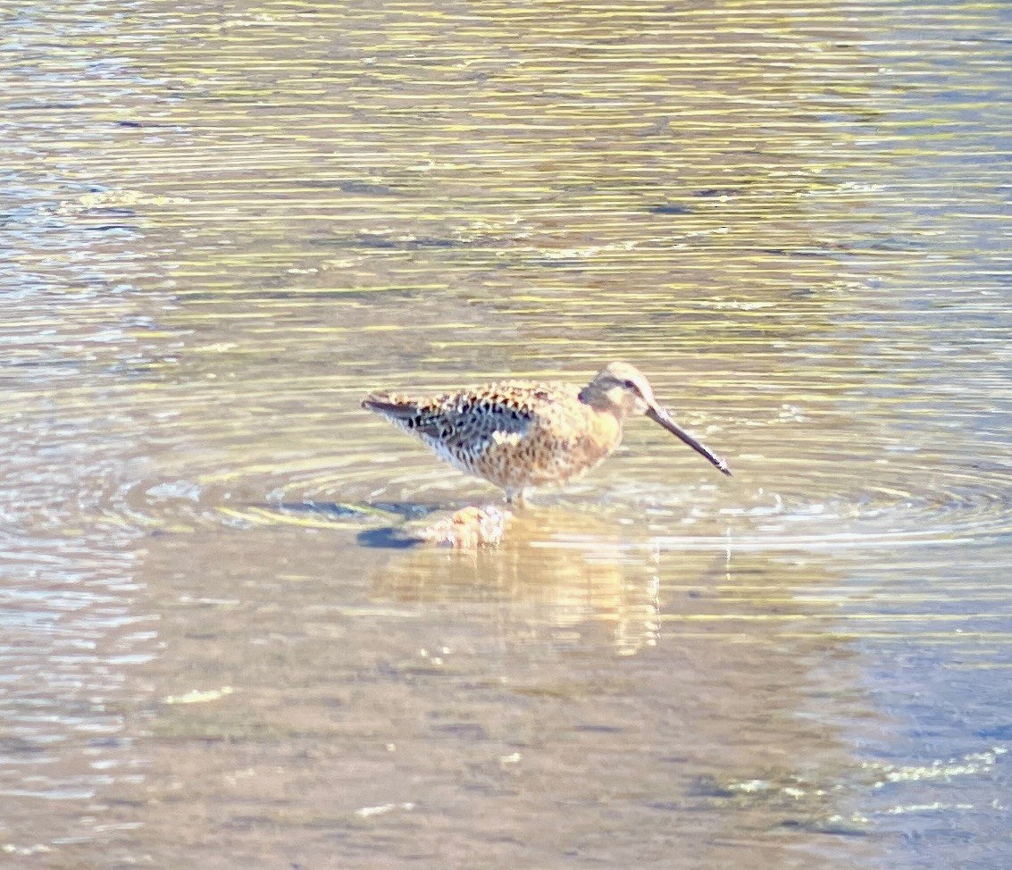 Long-billed Dowitcher - ML619297966