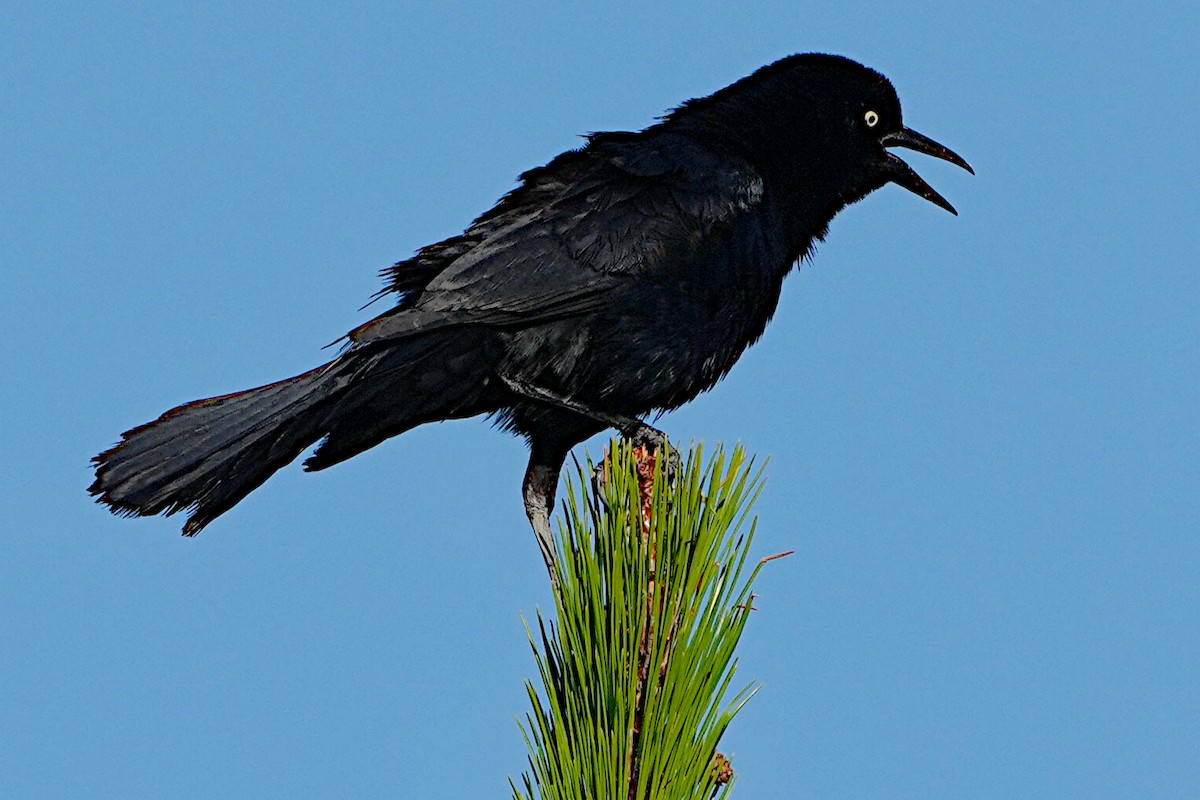 Boat-tailed Grackle - ML619297997
