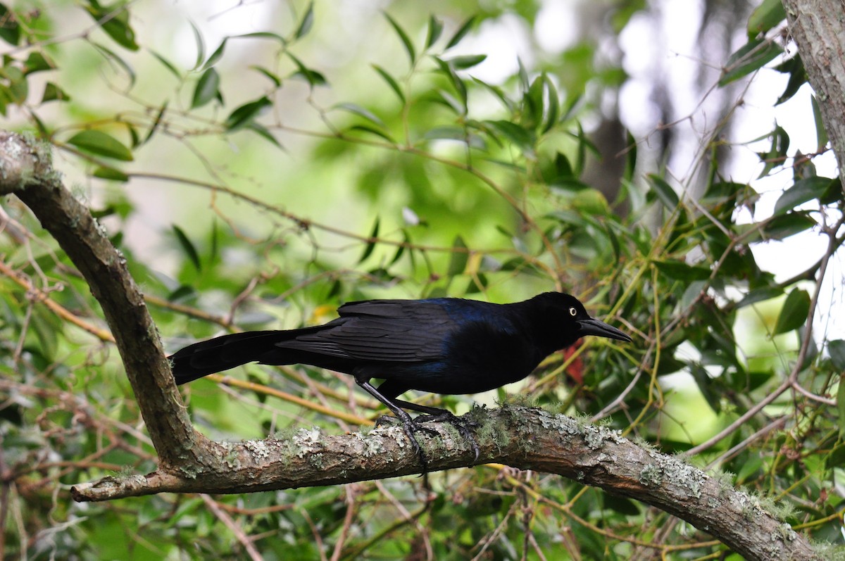Boat-tailed Grackle - ML619298018