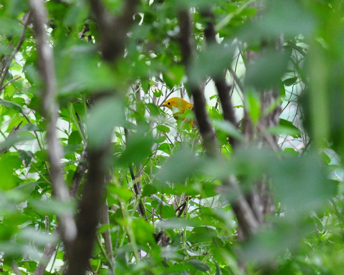 Yellow Warbler - ML619298024