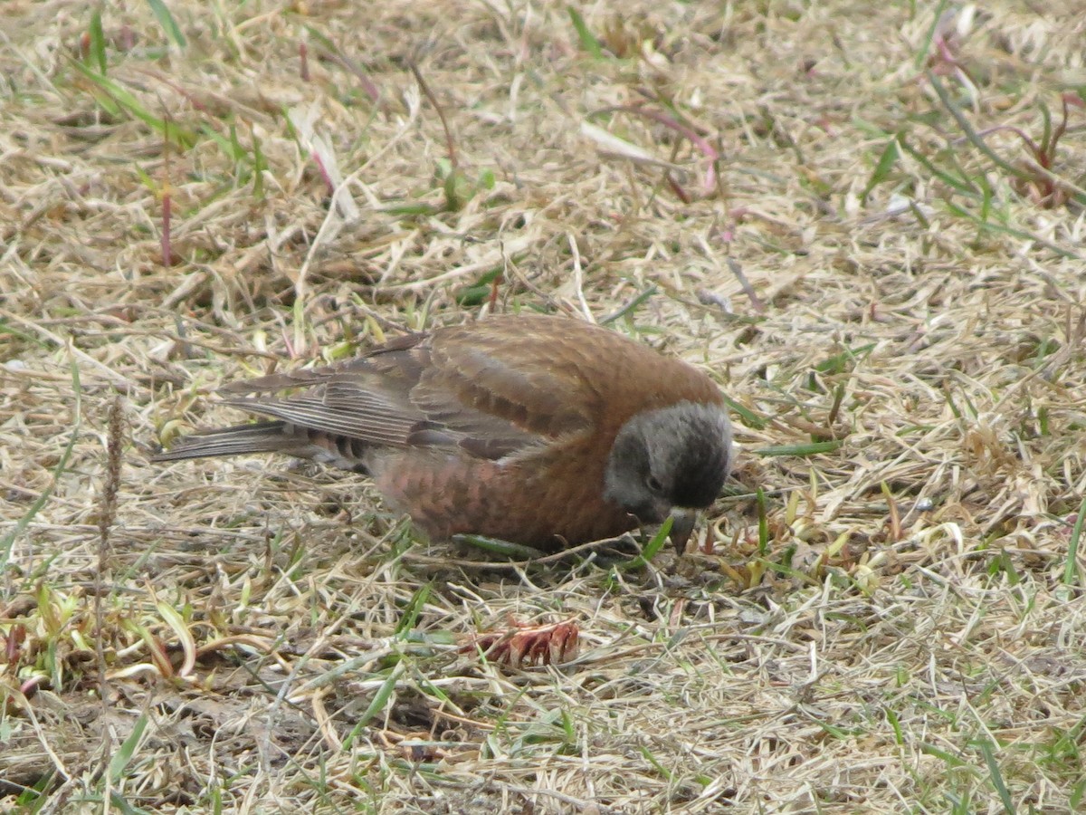 Gray-crowned Rosy-Finch - ML619298046