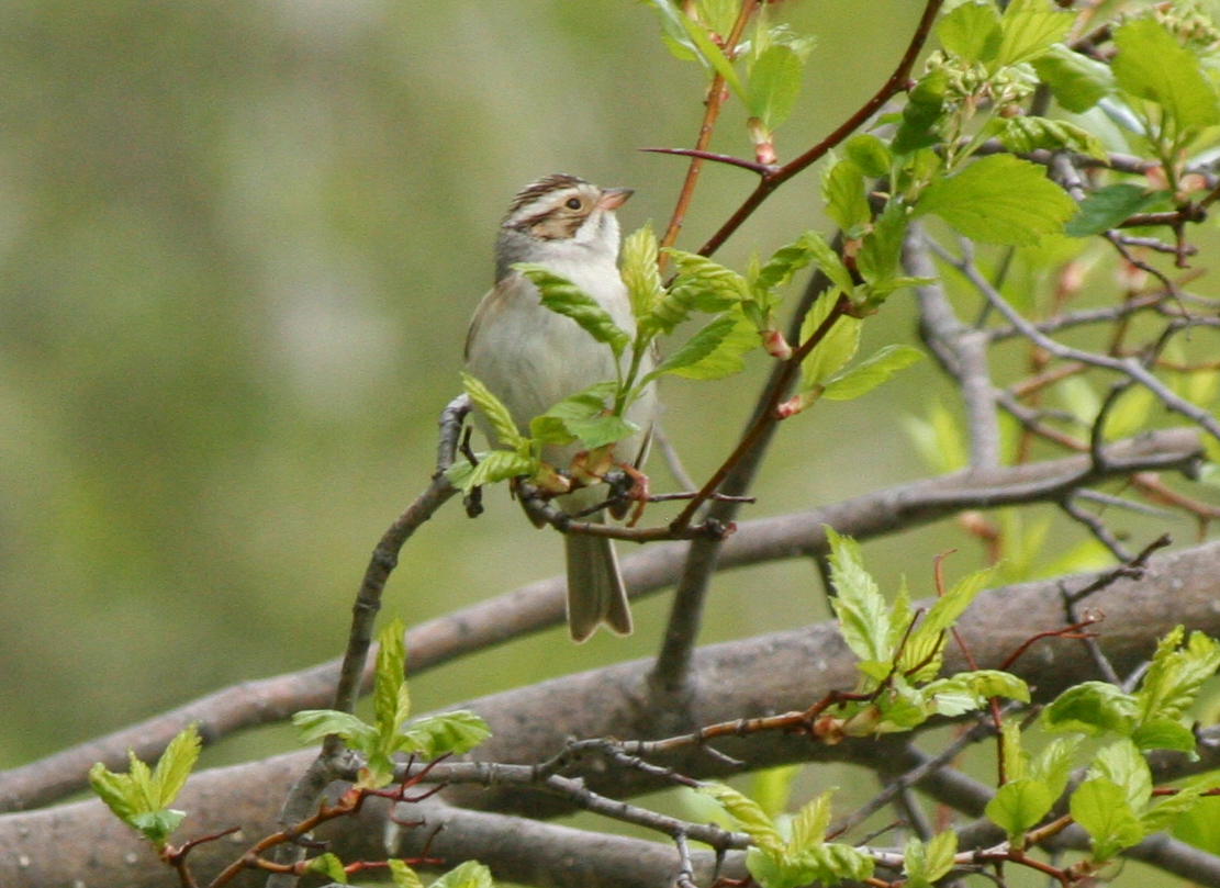 Chipping Sparrow - ML619298067