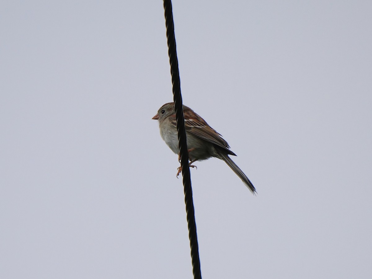 Field Sparrow - ML619298157