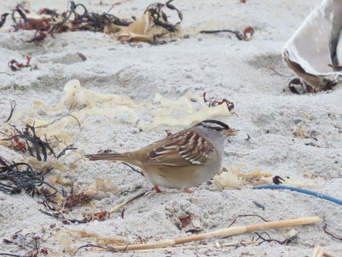 White-crowned Sparrow - ML619298166