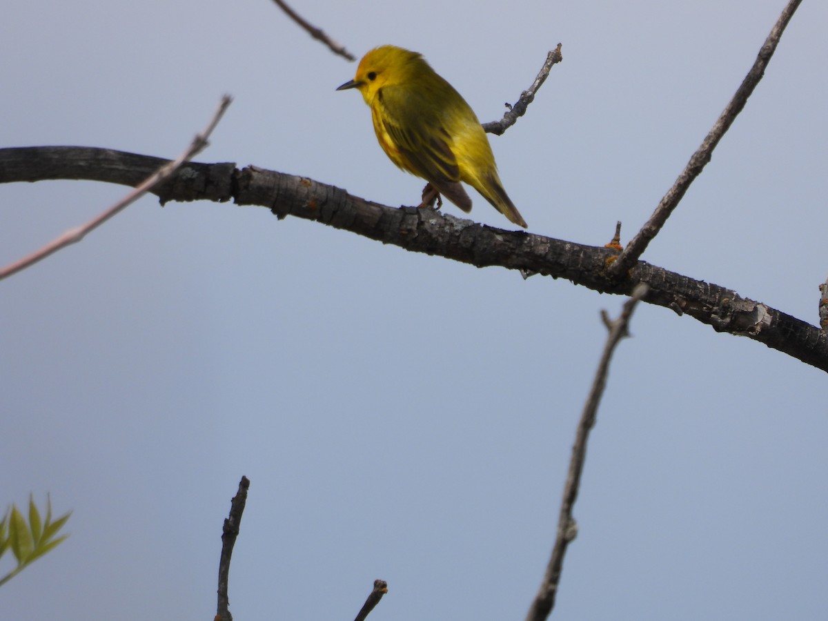 Yellow Warbler - ML619298176