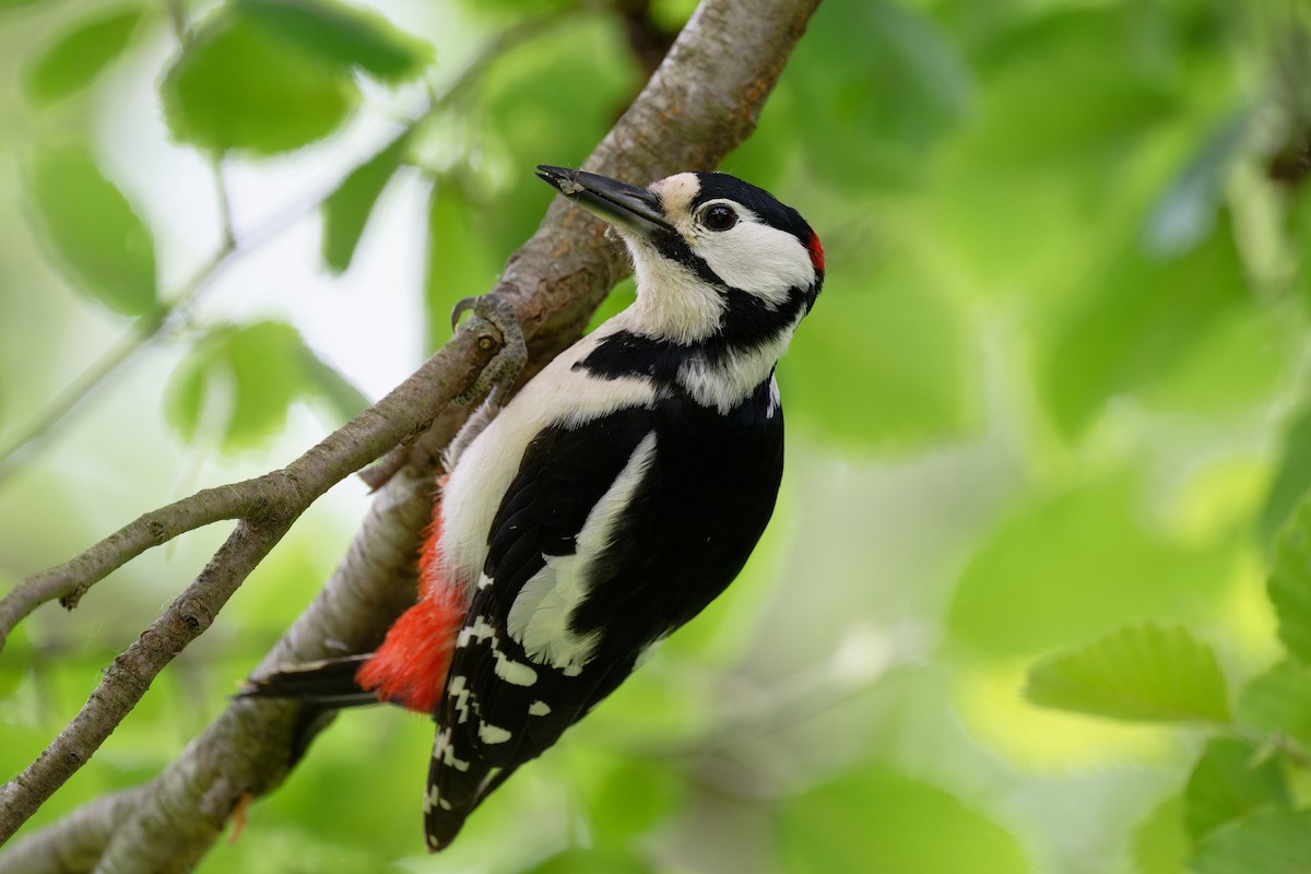 Great Spotted Woodpecker - ML619298213
