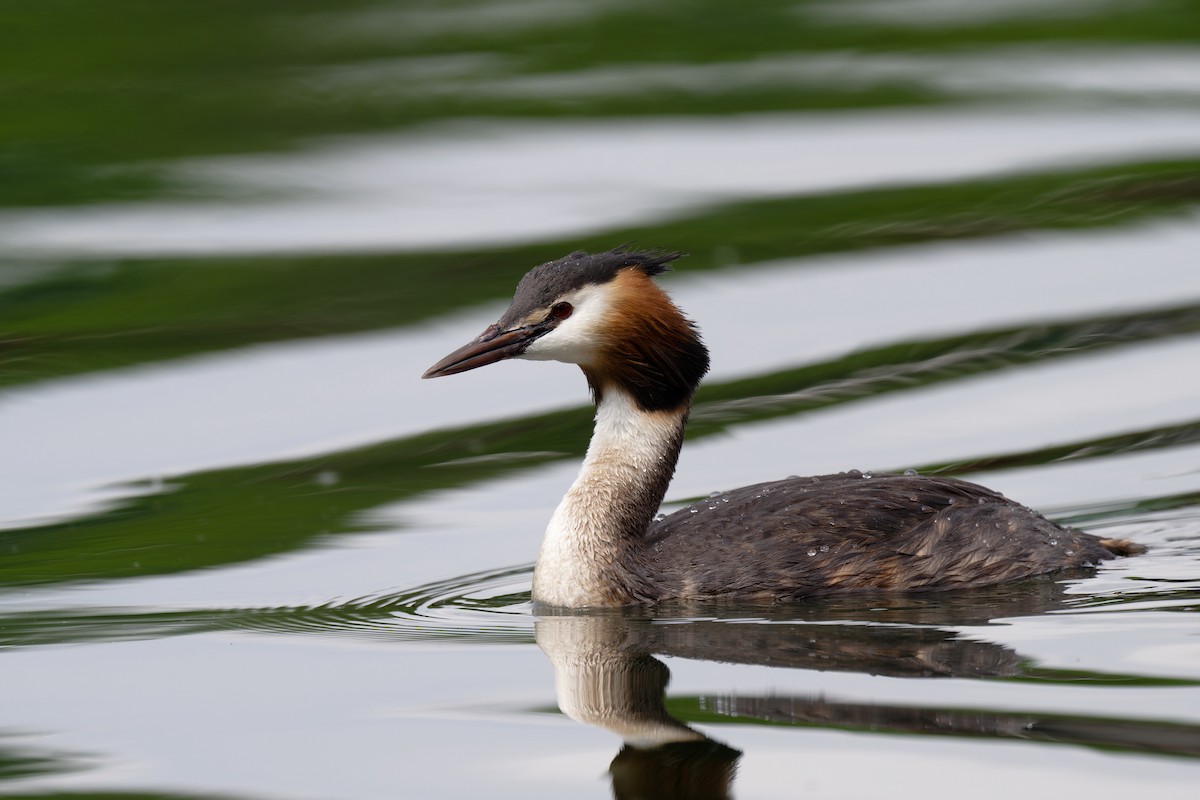 Great Crested Grebe - ML619298241