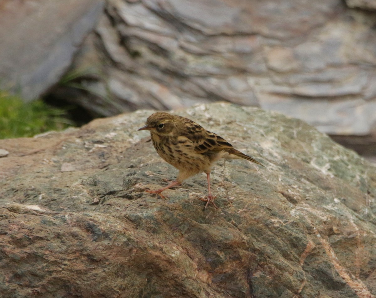 Rosy Pipit - ML619298242
