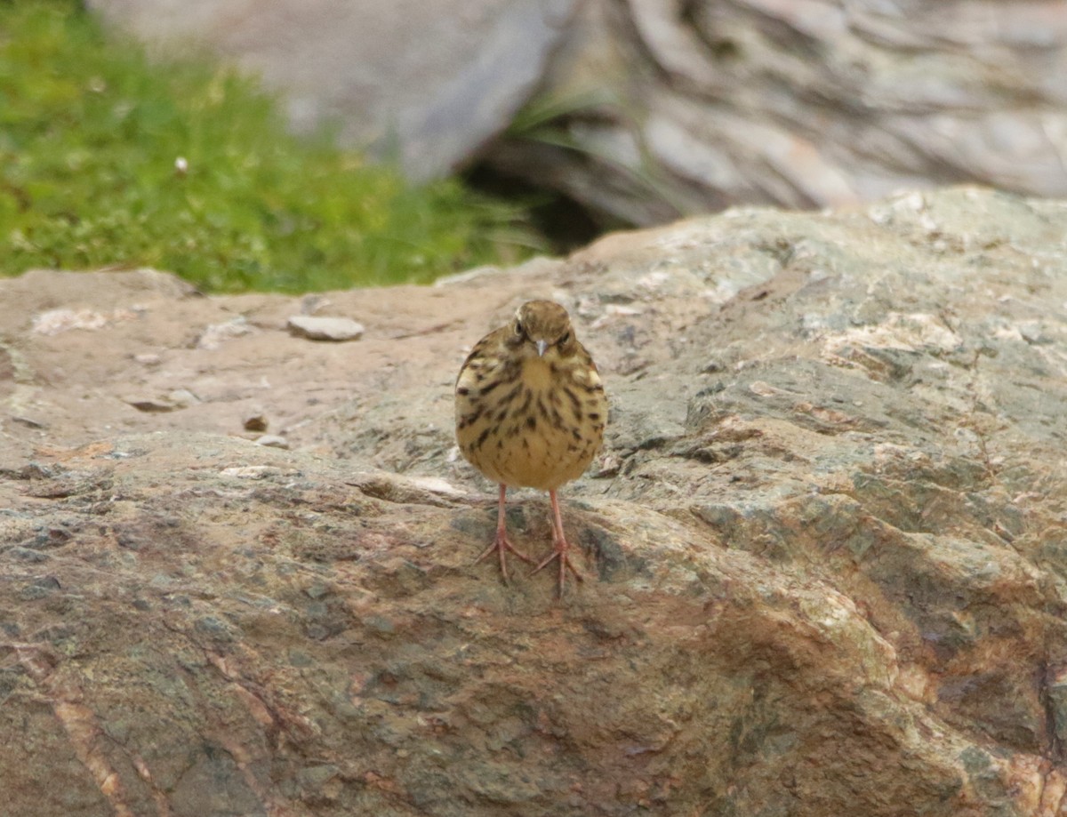 Rosy Pipit - ML619298243