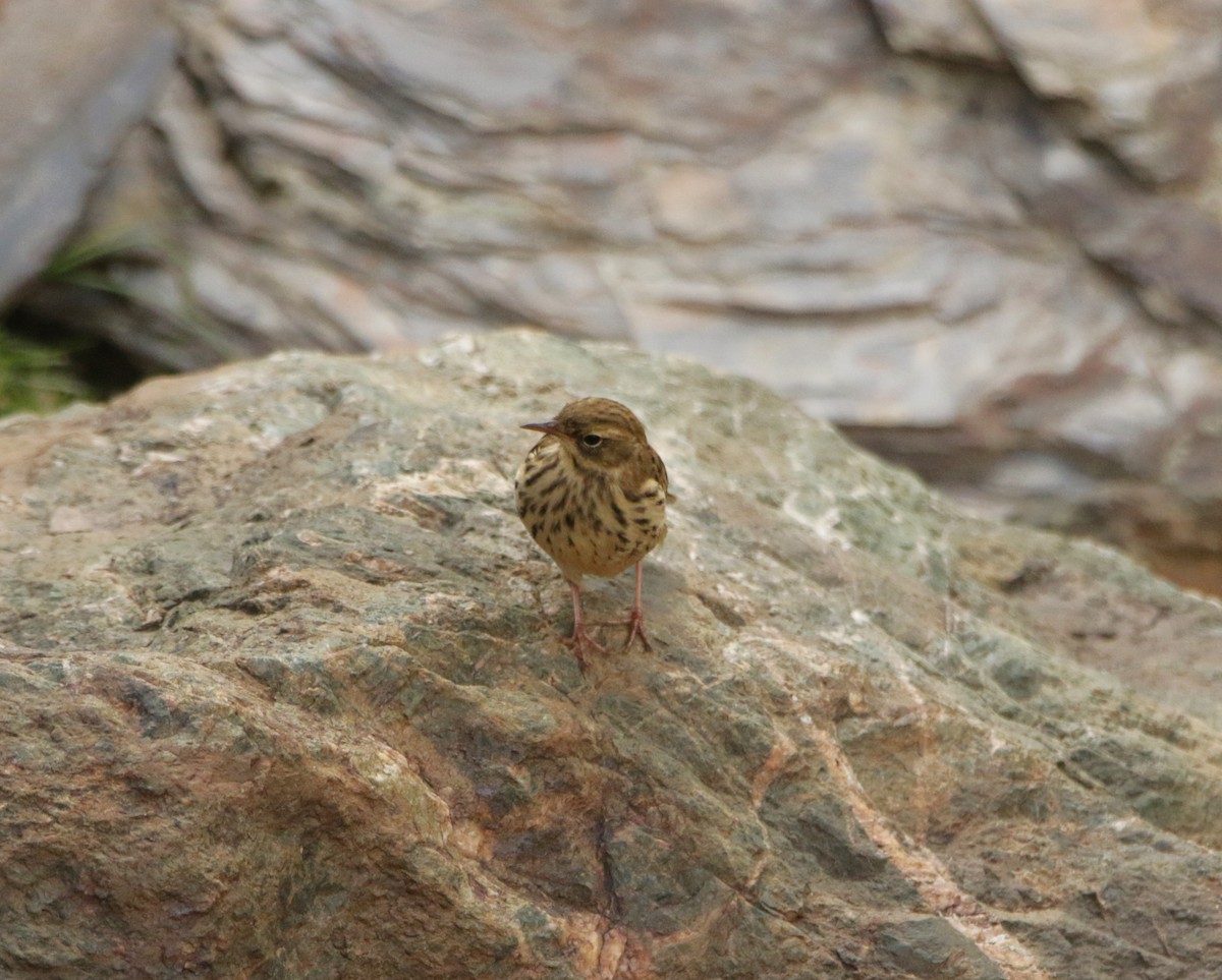 Rosy Pipit - ML619298246