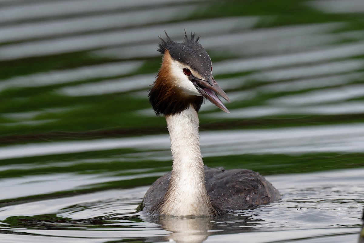 Great Crested Grebe - ML619298252