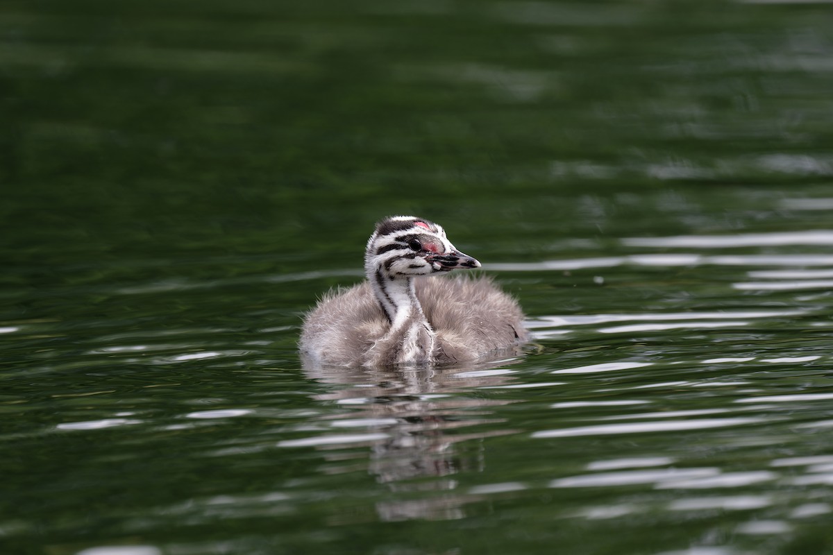 Great Crested Grebe - ML619298254