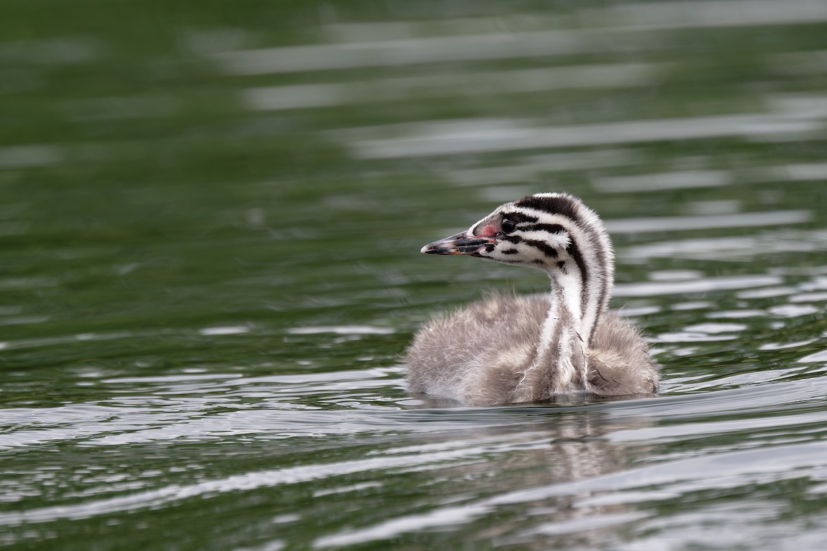 Great Crested Grebe - ML619298263