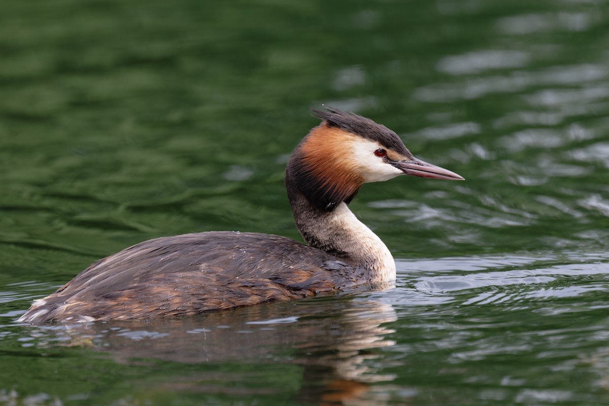 Great Crested Grebe - ML619298266