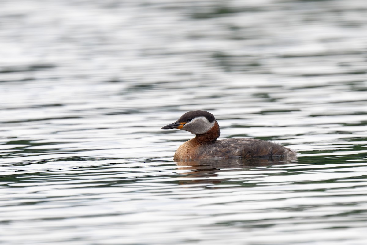 Red-necked Grebe - ML619298268