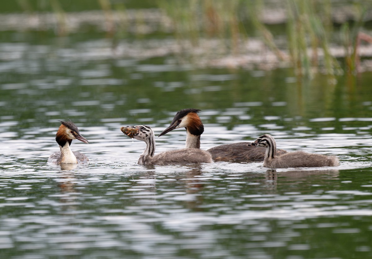 Great Crested Grebe - ML619298309