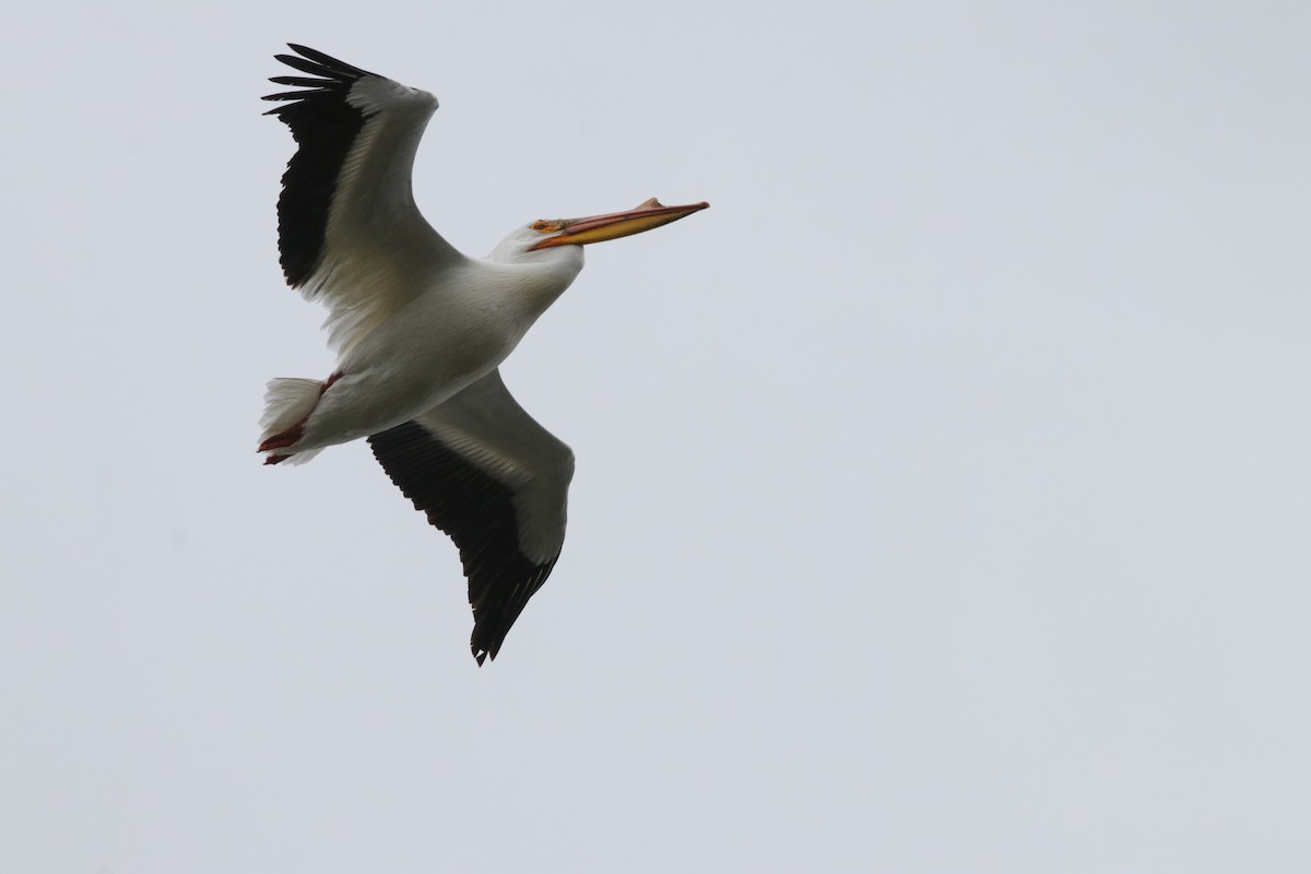 pelikán severoamerický - ML619298359