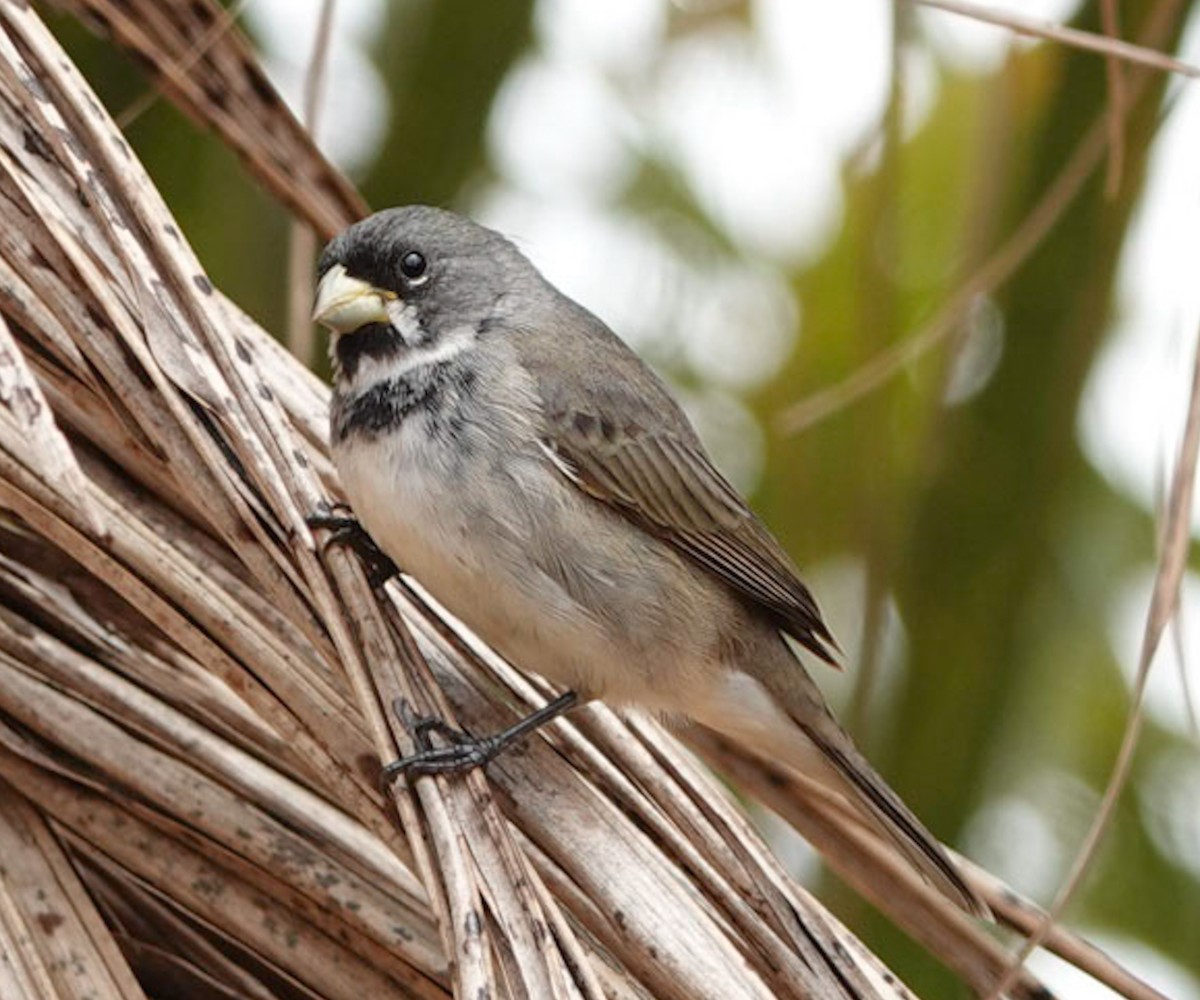 Double-collared Seedeater - ML619298379