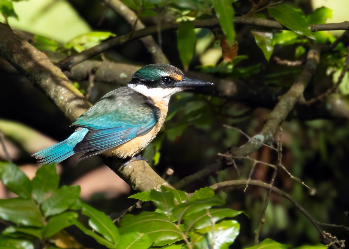Sacred Kingfisher (New Zealand) - ML619298410