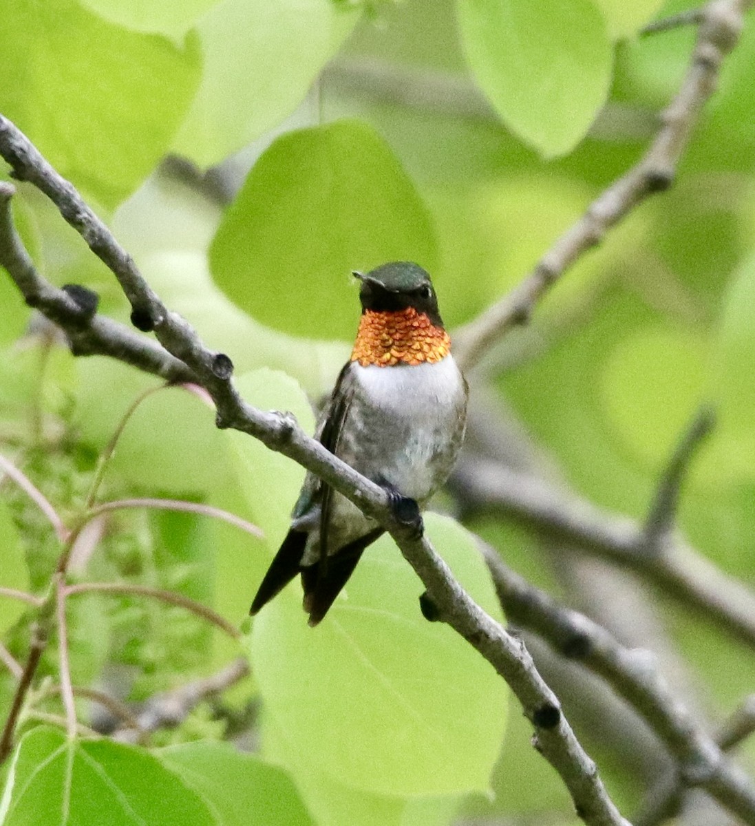 Ruby-throated Hummingbird - ML619298412