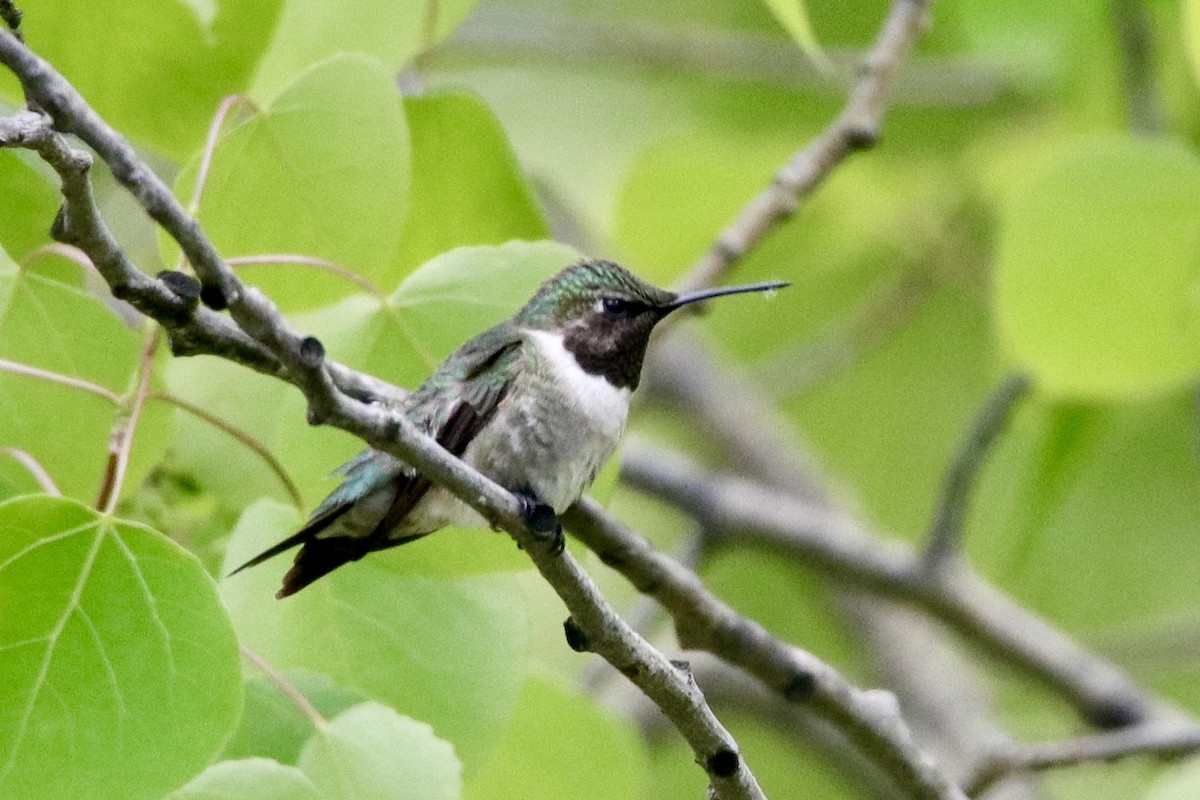 Ruby-throated Hummingbird - ML619298413
