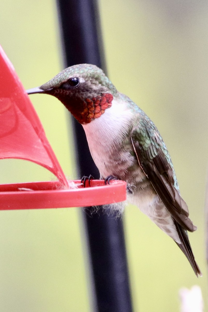 Ruby-throated Hummingbird - ML619298414
