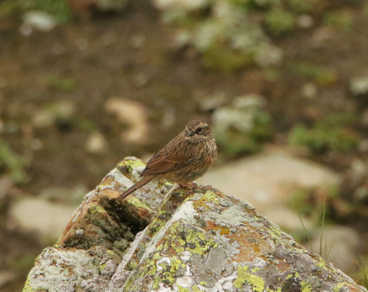 Rufous-breasted Accentor - ML619298447