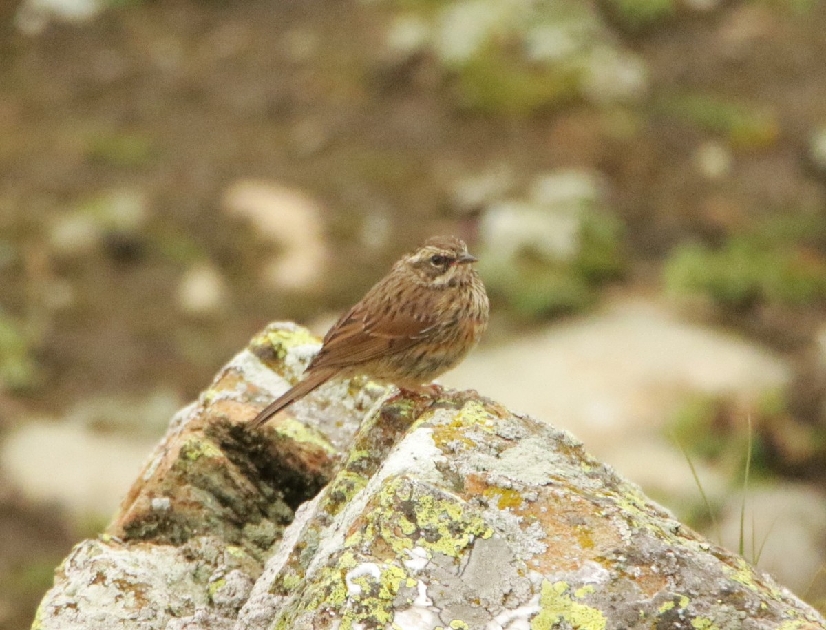 Rufous-breasted Accentor - ML619298448