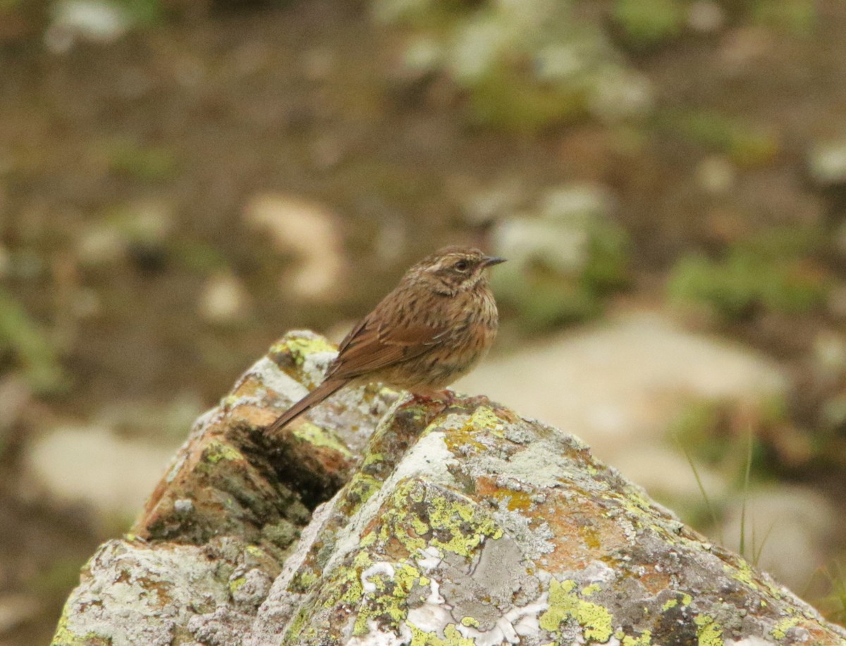 Rufous-breasted Accentor - ML619298449