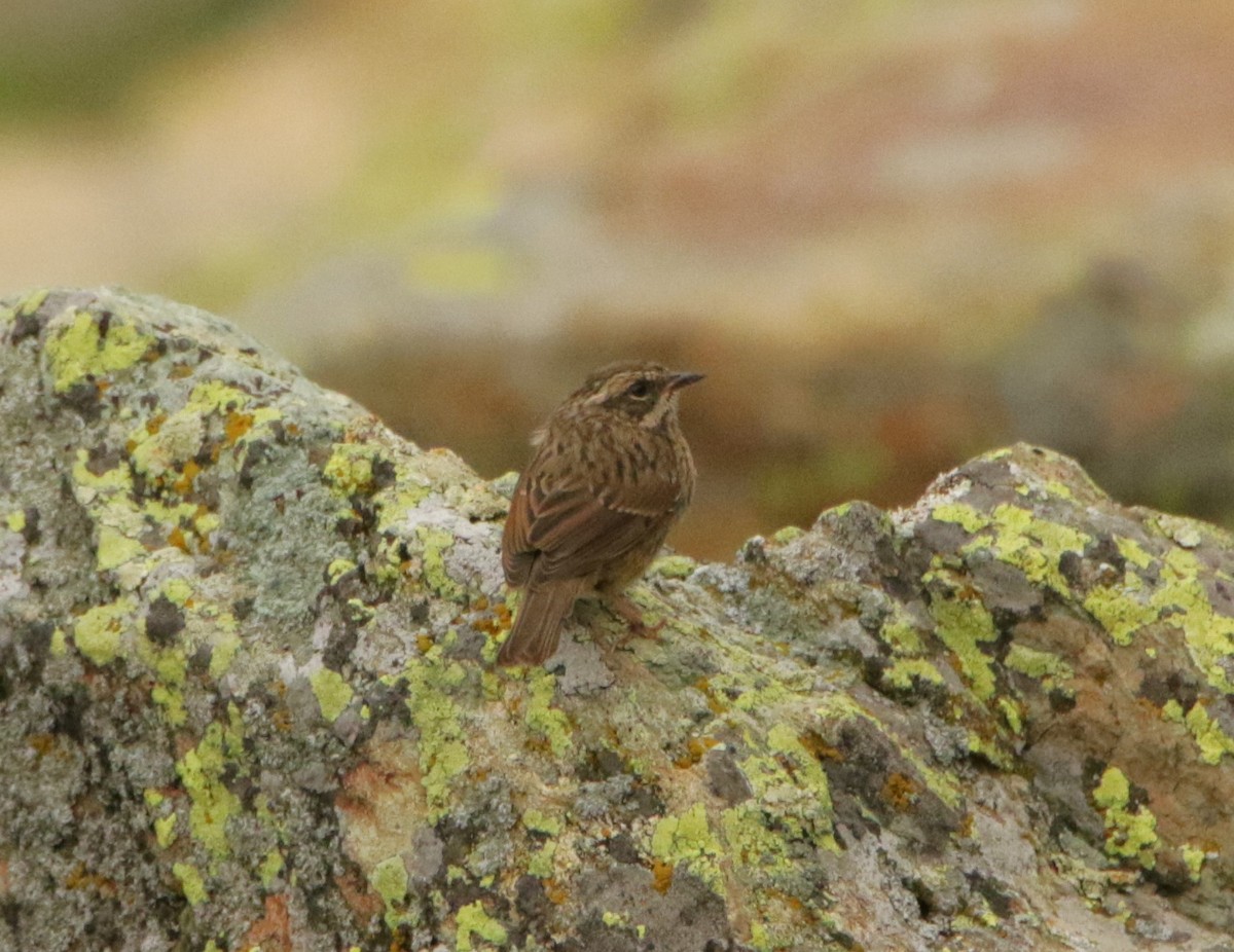 Rufous-breasted Accentor - ML619298450