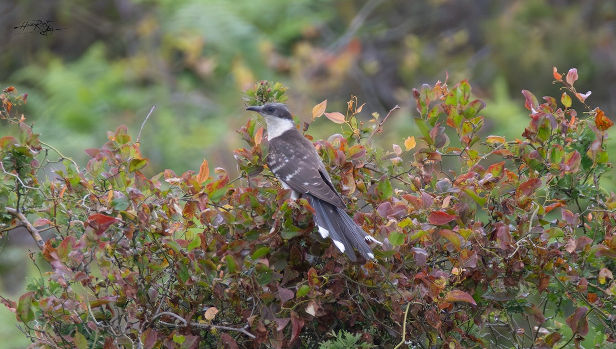 Great Spotted Cuckoo - ML619298464