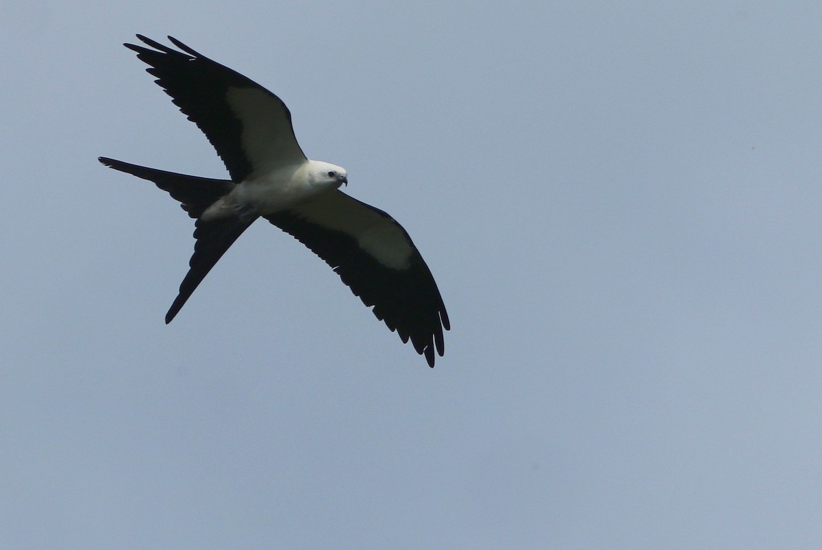 Swallow-tailed Kite - ML619298470