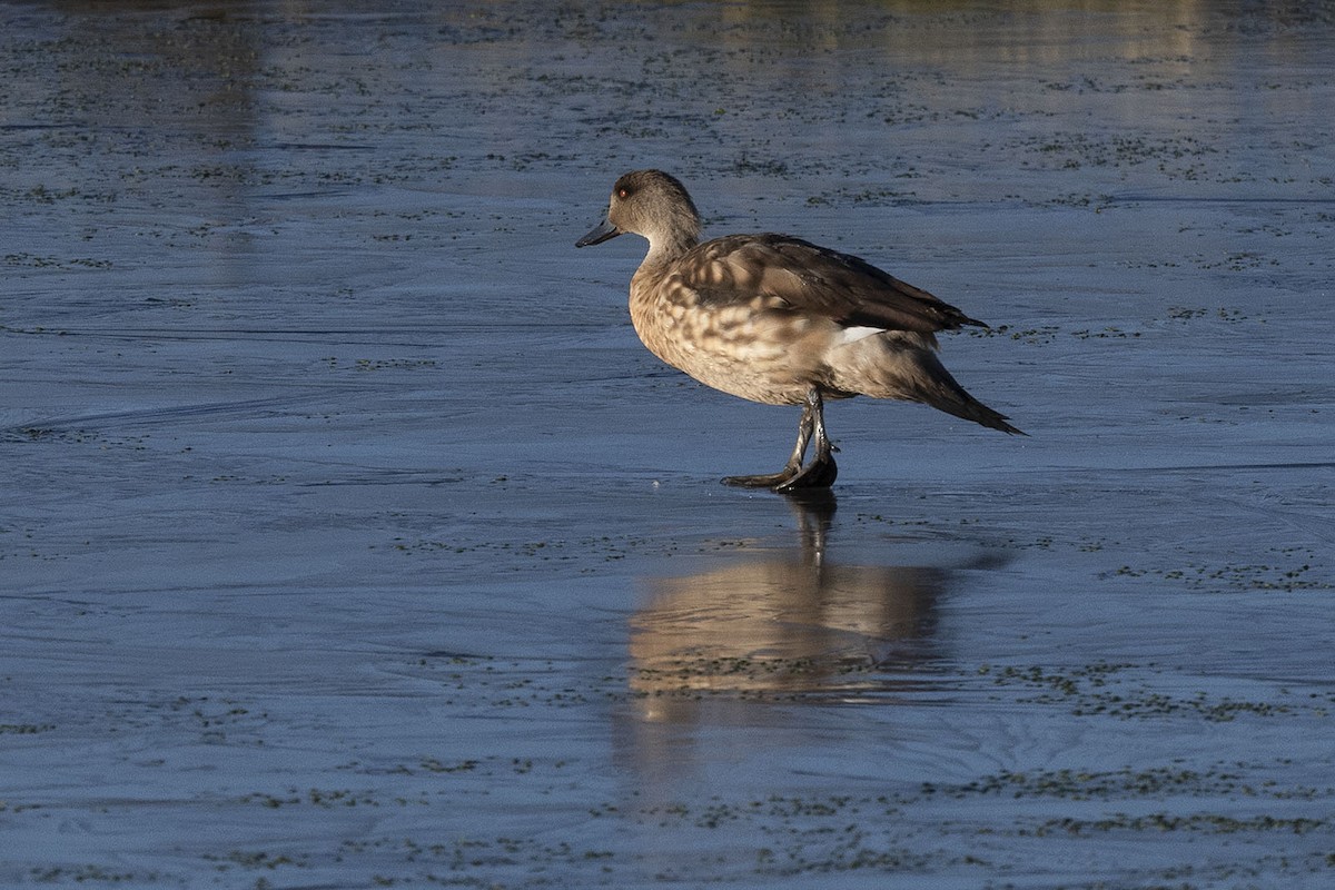 Crested Duck - ML619298485