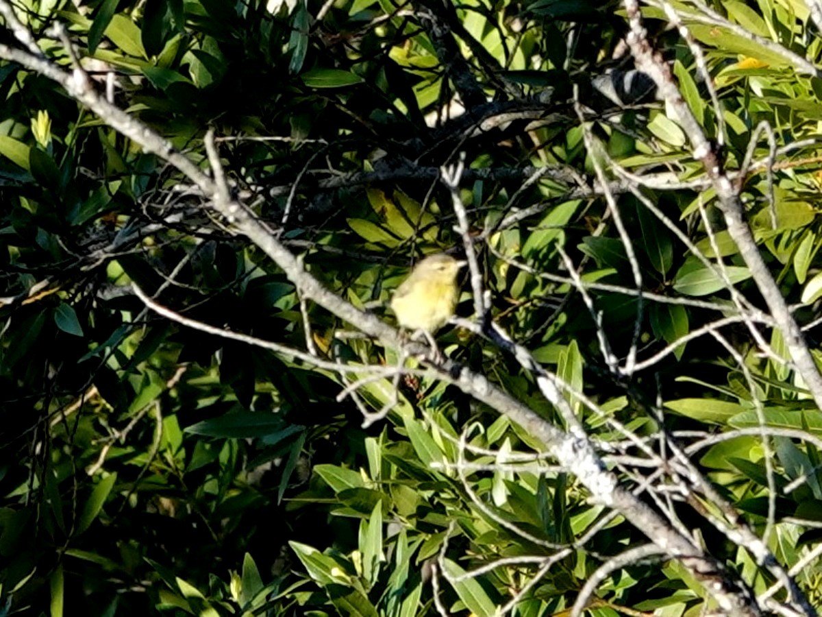 Orange-crowned Warbler - ML619298590