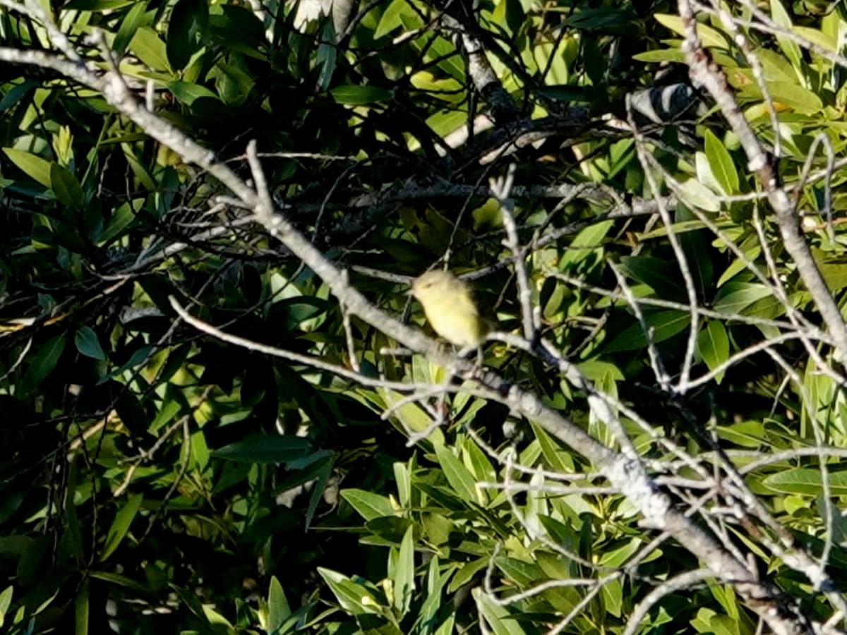 Orange-crowned Warbler - ML619298597