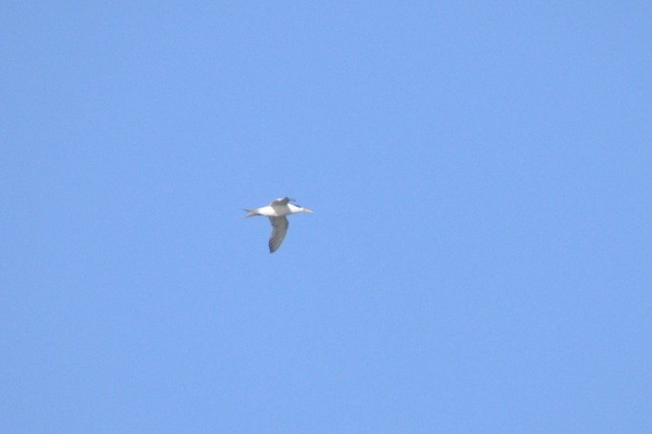 Great Crested Tern - ML619298681