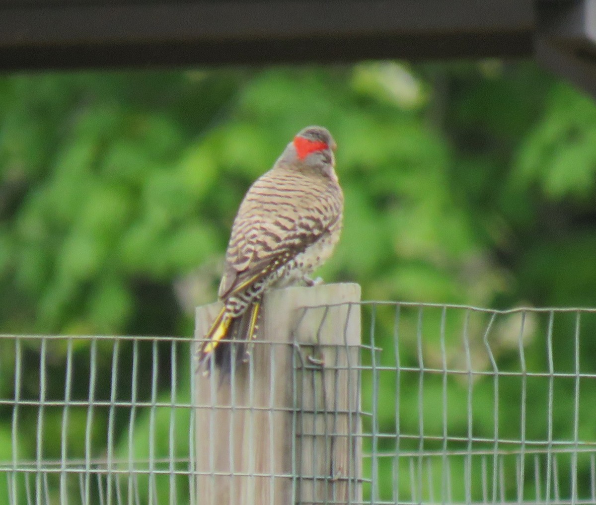 Northern Flicker (Yellow-shafted) - ML619298767