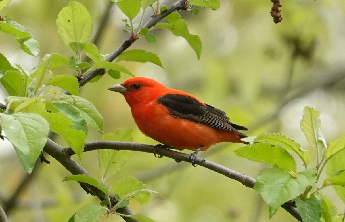 Scarlet Tanager - ML619298837