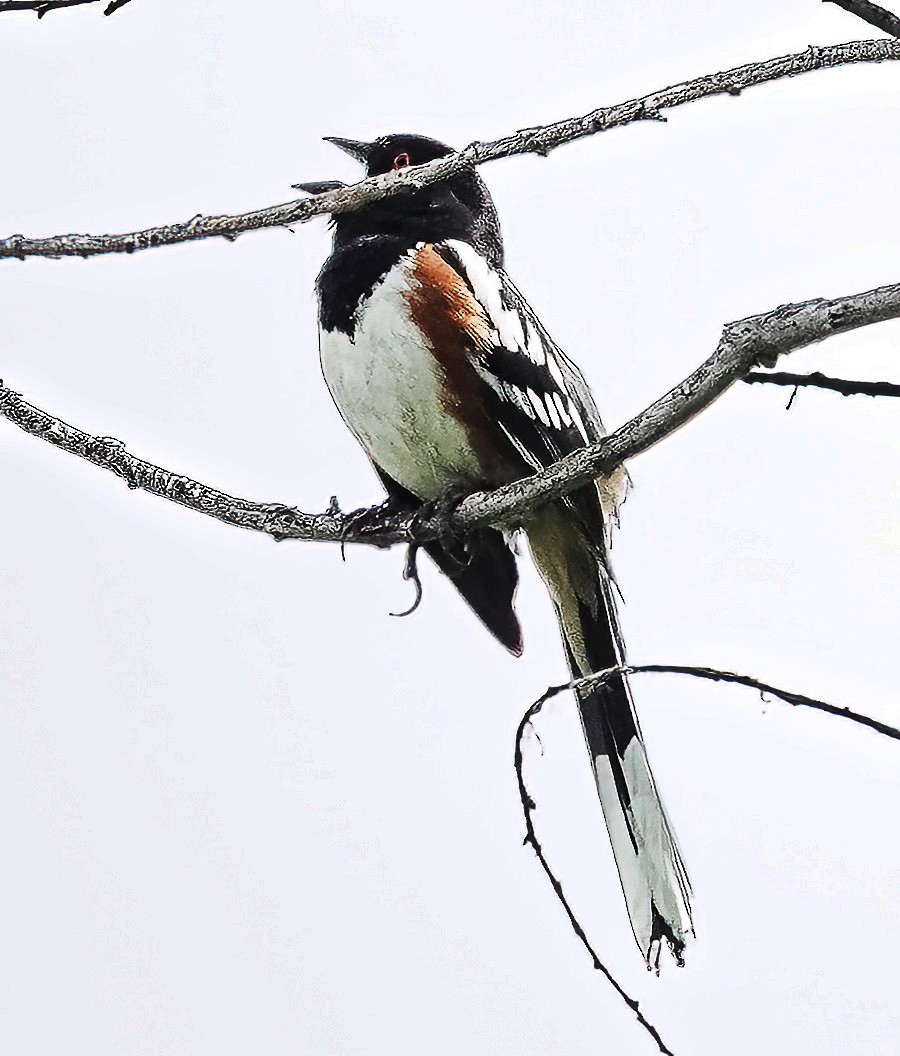Spotted Towhee - ML619298843