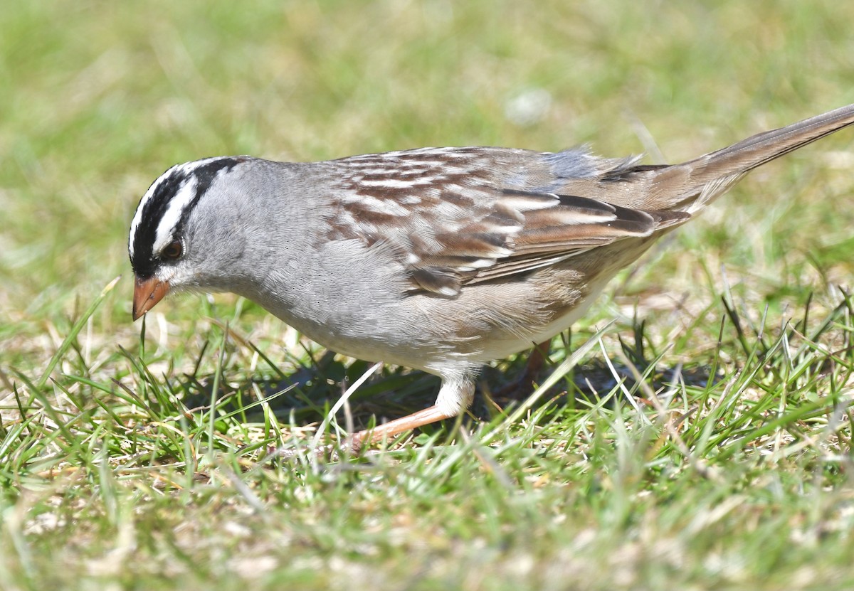 White-crowned Sparrow - ML619298869
