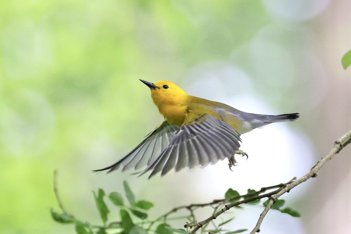 Prothonotary Warbler - ML619298884