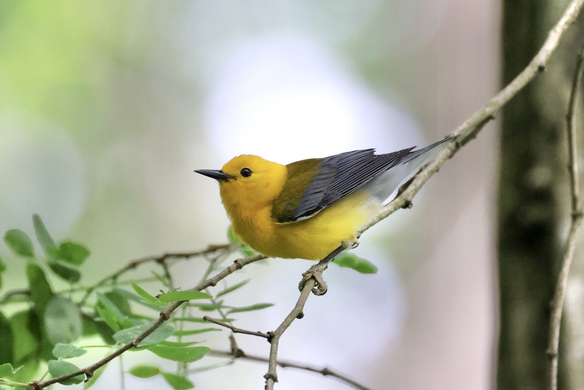Prothonotary Warbler - ML619298885
