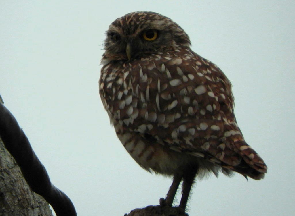 Burrowing Owl - ML619298965