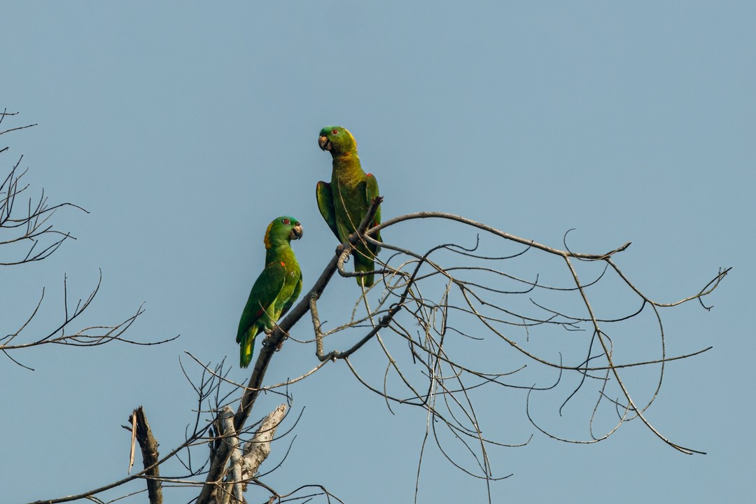 Yellow-naped Parrot - ML619298969