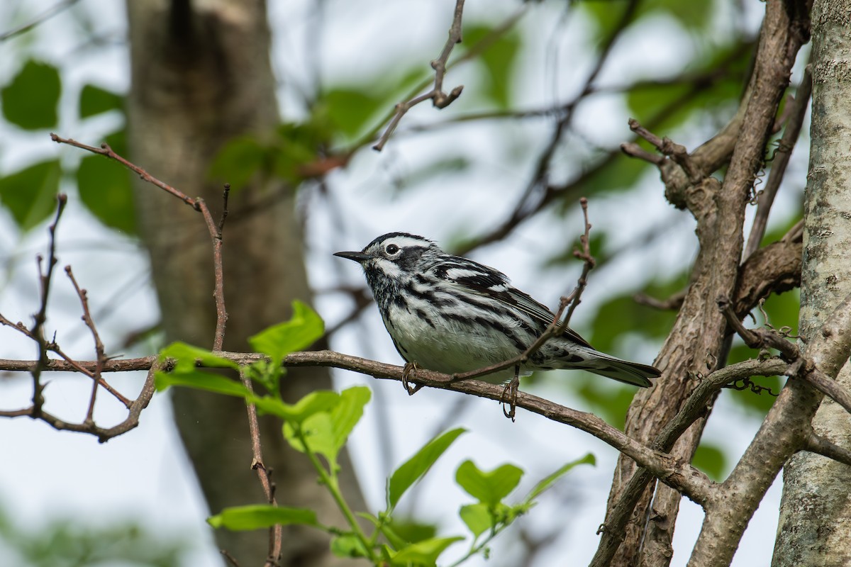 Black-and-white Warbler - ML619298991