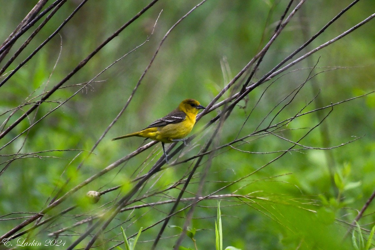 Orchard Oriole - ML619299004
