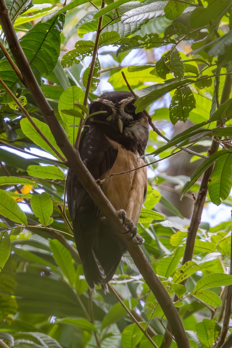 Spectacled Owl - ML619299011